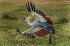 Kenya, Masai Mara, Masai Mara Conservancy. Crowned crane taking flight. Art Print